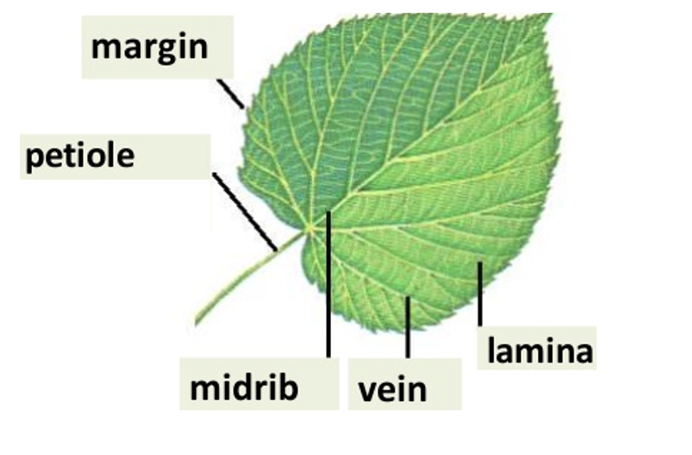 ICOGNITO IGCSE - Biology - Chapter6